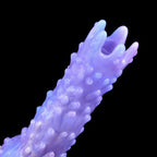  Powered Egg Laying Ovipositor-Top detail display